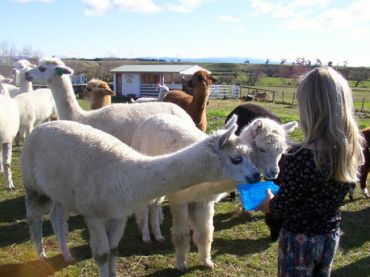 Hawkes Bay Farmyard Zoo